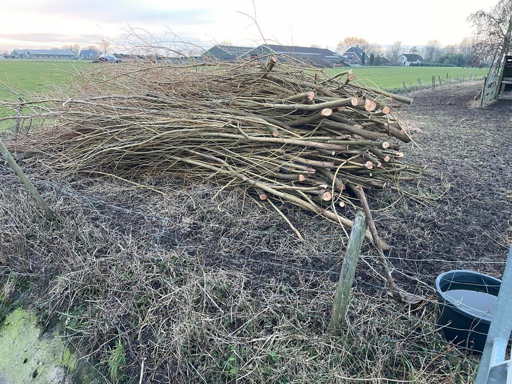 Wilgentakken vers gesnoeid - voor  projecten of je dieren, Minder dan 3 m³, Ophalen, Overige houtsoorten, Takken