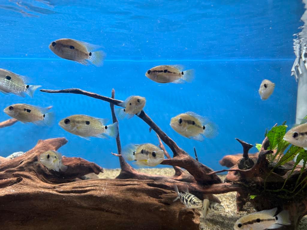 Aequidens portalegrensis - groene acara