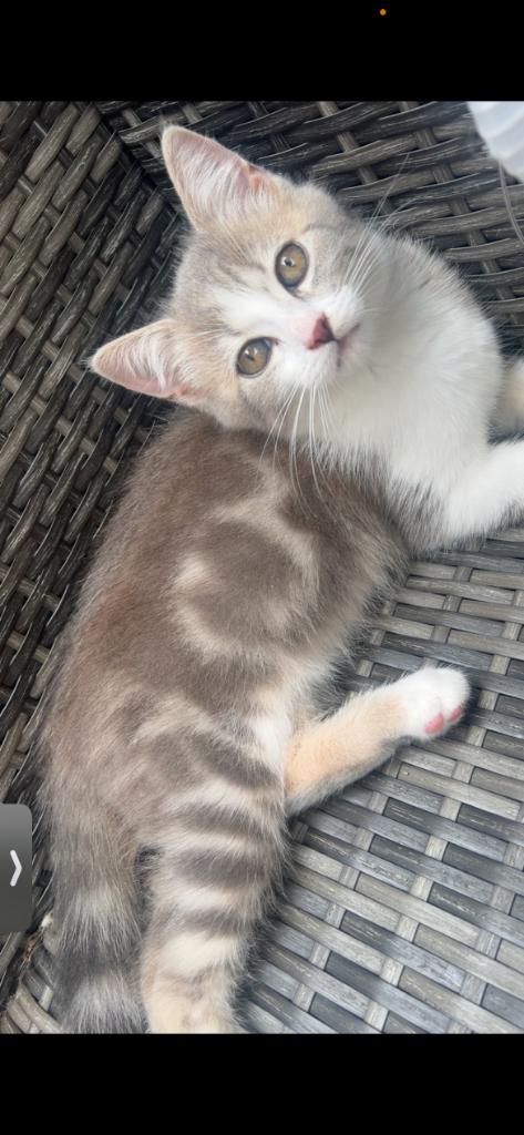 Kittens Perzische  x Maine goon x Amerikaanse korthaar, Dieren en Toebehoren, Katten en Kittens | Raskatten | Korthaar, Meerdere dieren