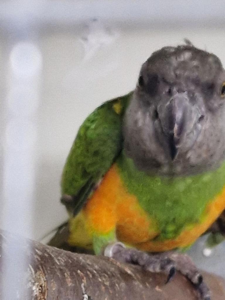 Bonte Boer broedrijp, Dieren en Toebehoren, Vogels | Parkieten en Papegaaien, Mannelijk, Papegaai, Geringd