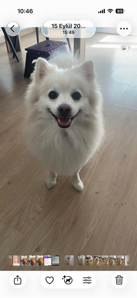 Pomeranier, Dieren en Toebehoren, Honden | Herdershonden en Veedrijvers, Particulier, CDV (hondenziekte), Buitenland, Eén hond