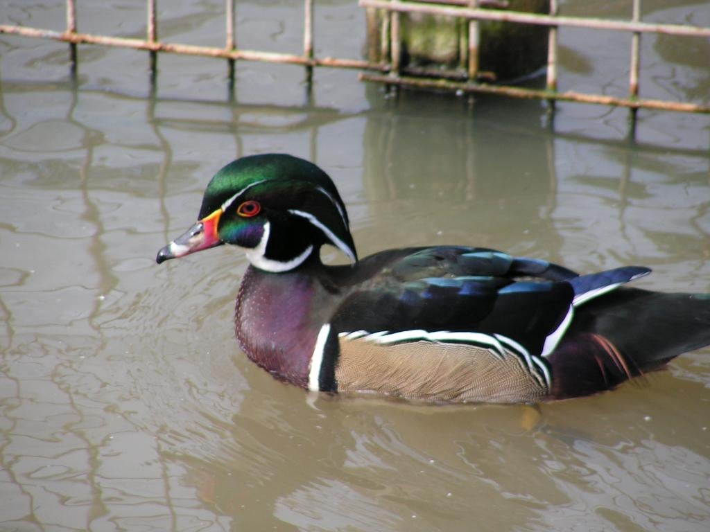Carolinaeend | Siereenden | Mooie kleuren, Meerdere dieren, Eend
