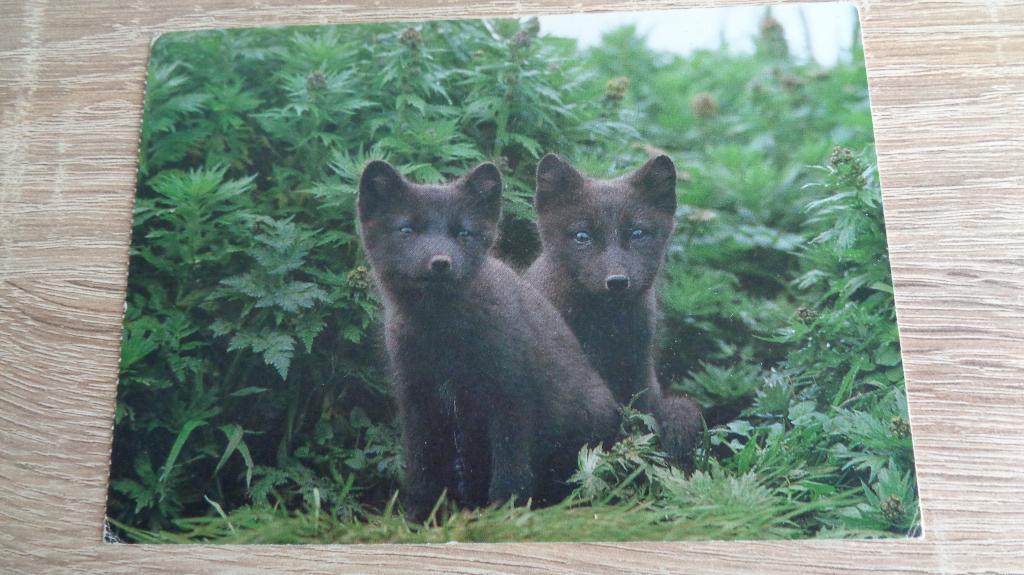vosjes, Verzenden, 1980 tot heden, Ongelopen, Overige soorten