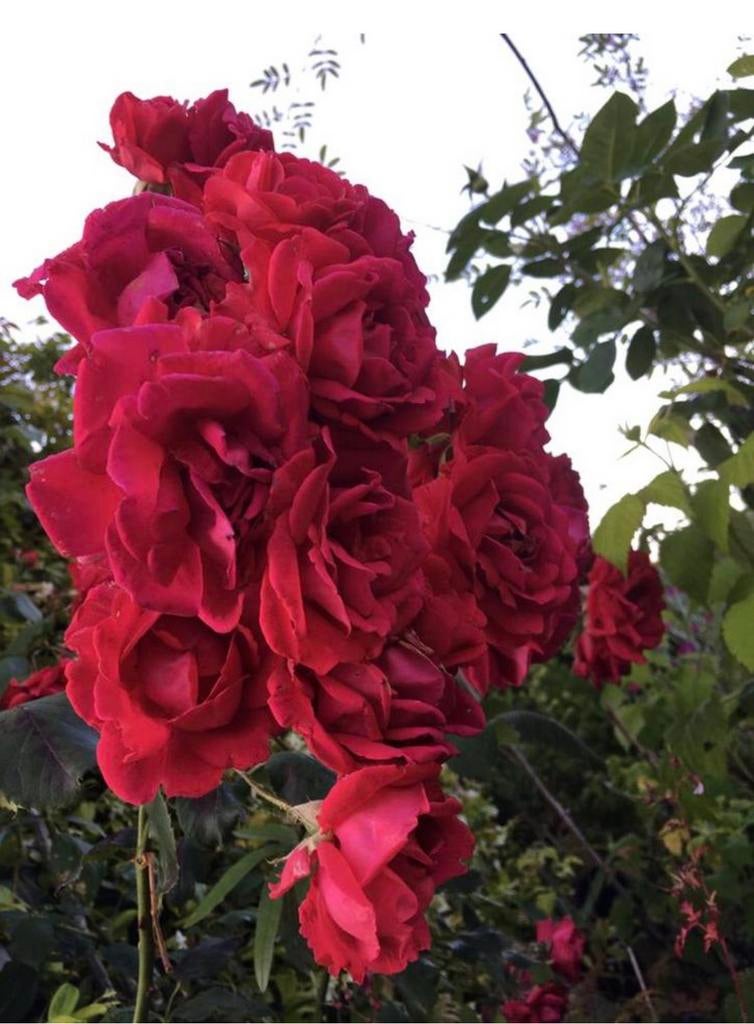 BIO Luxe geurende rozen in de potten diverse stekjes van, Tuin en Terras, Overige soorten, Volle zon, Vaste plant, Ophalen of Verzenden
