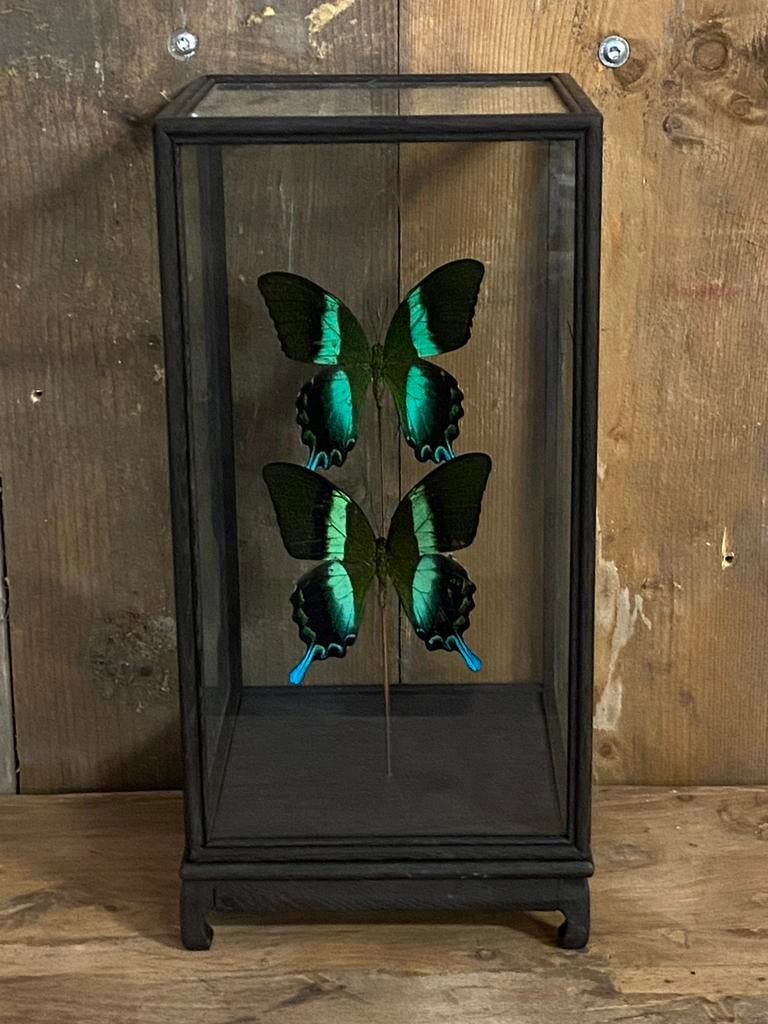 Mooie vitrine met twee opgezette Papilio Blumei vlinders, Ophalen, Nieuw, Insect, Opgezet dier