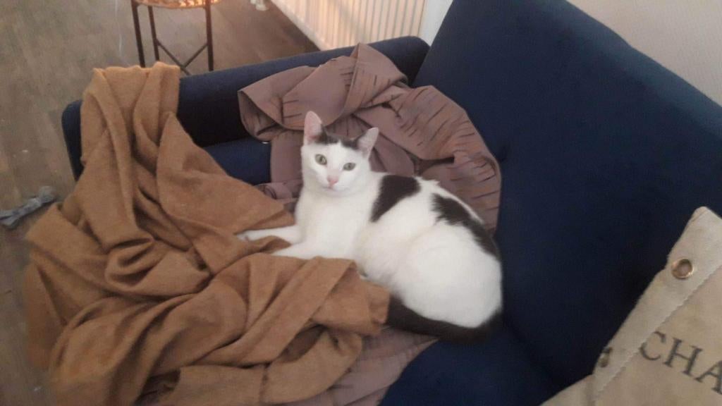 VERMIST NEDERWEERT BELONING 150EURO, Dieren en Toebehoren, Kater
