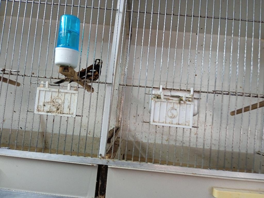 zeer mooie kastanjerug lijster man met dna, Dieren en Toebehoren, Vogels | Overige Vogels, Mannelijk, Tropenvogel, Geringd