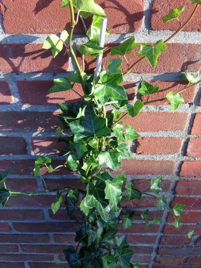 Klimop voor haag (Hedera hibernica), Ophalen, Overige soorten, Haag, Minder dan 100 cm