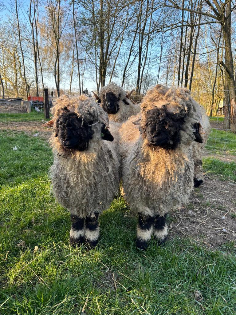 2 lieve wallisser schwarznase ramlammetjes, Mannelijk, Schaap, 0 tot 2 jaar