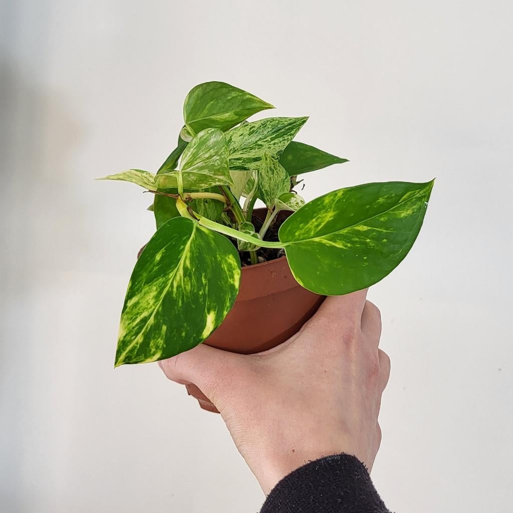 Epipremnum golden pothos en marble queen, Huis en Inrichting, Kamerplanten, Ophalen of Verzenden, Halfschaduw, Minder dan 100 cm