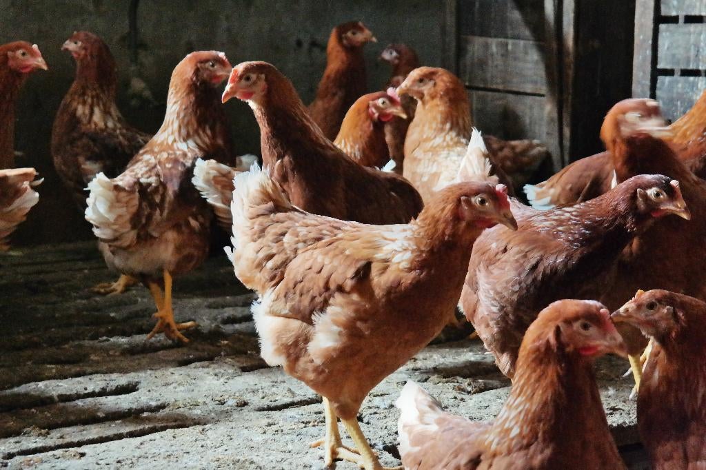 Te kop Legkippen., Vrouwelijk, Kip