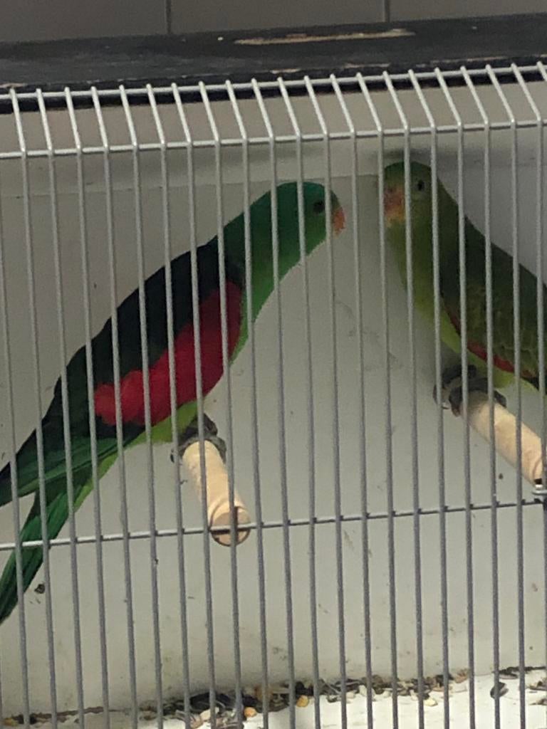 Koppel roodvleugel parkieten, Dieren en Toebehoren, Vogels | Parkieten en Papegaaien, Meerdere dieren, Parkiet, Geringd