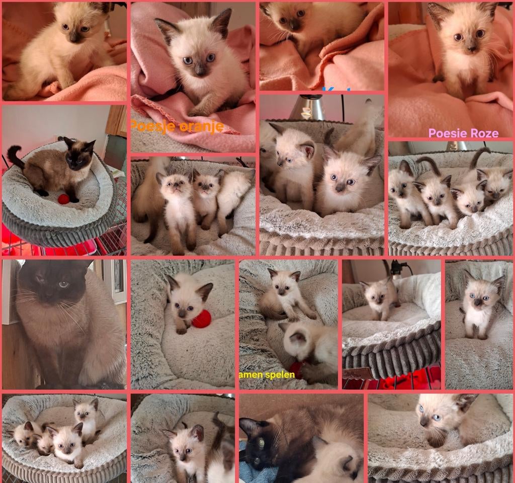 3 kittens 75% siamees 25% ragdoll zoeken een liefdevol thuis, Dieren en Toebehoren, Katten en Kittens | Raskatten | Korthaar, Meerdere dieren