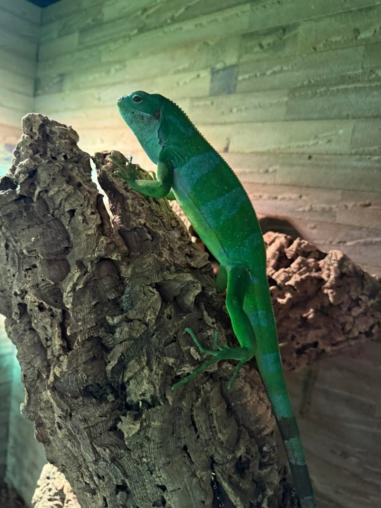 Fiji leguaan, 0 tot 2 jaar