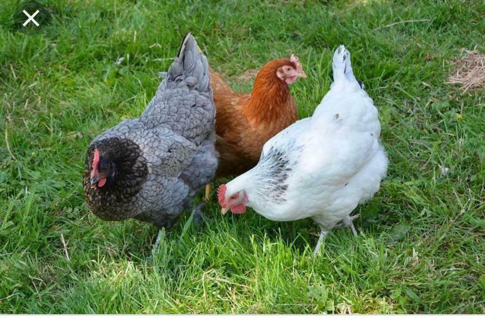 LuxeLegkippen:Sussex-Amrock-Bleudelande-Barnevelder-Araucana, Vrouwelijk, Kip