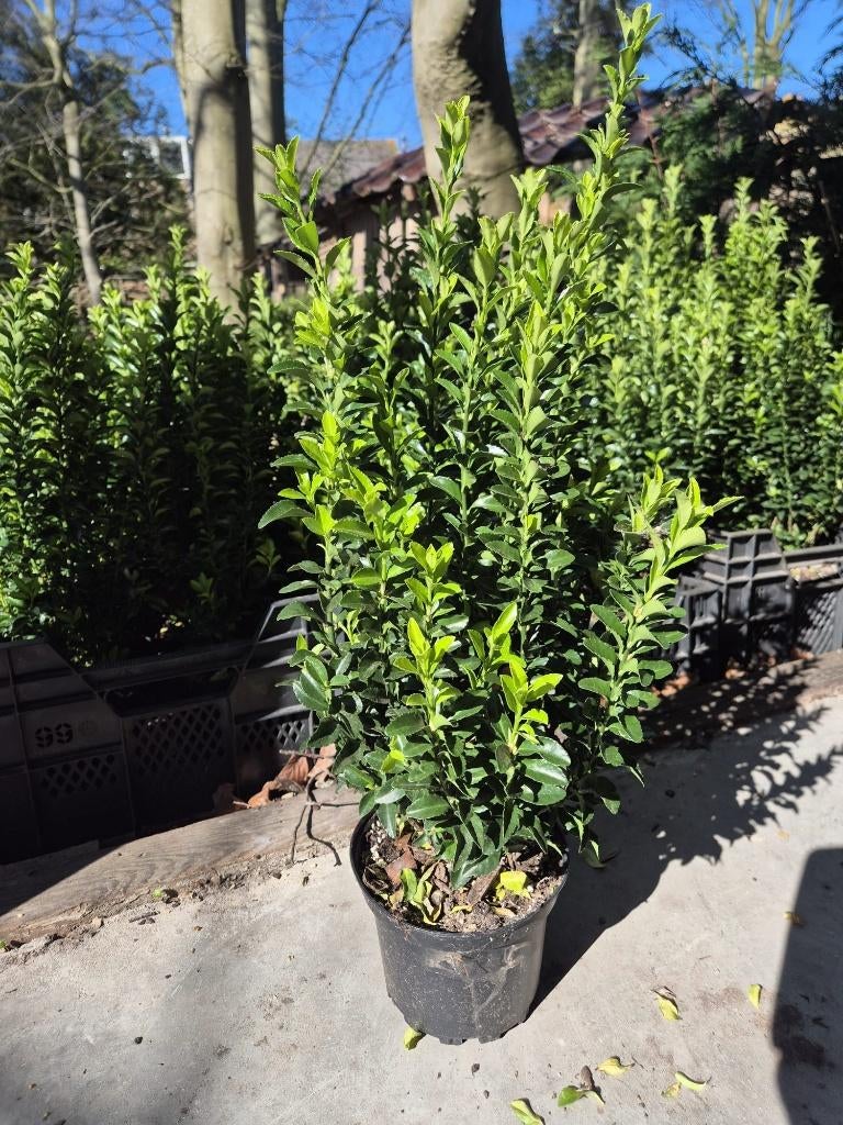 Euonymus japonicus 'Green Spire' groenblijvende haagplant, Tuin en Terras, Planten | Struiken en Hagen, Ophalen of Verzenden, Overige soorten
