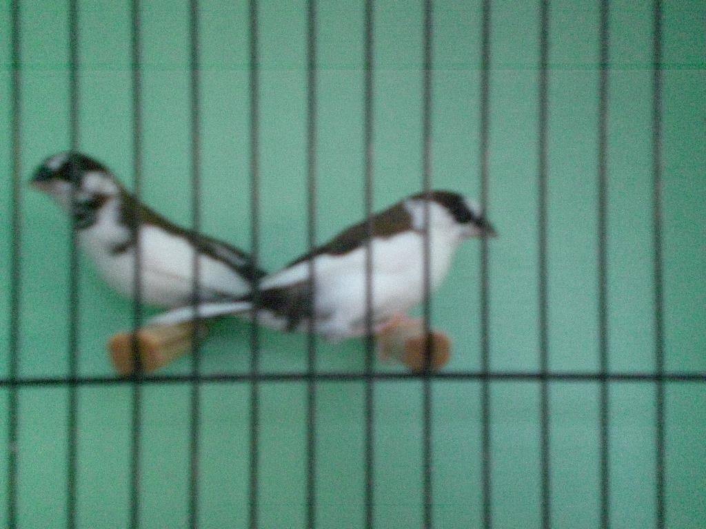 jap. meeuwen, Dieren en Toebehoren, Vogels | Overige Vogels, Meerdere dieren, Tropenvogel