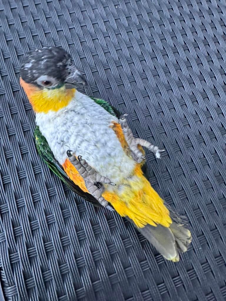 Lief en tamelijk caique mannetje zoekt een nieuw thuis, Dieren en Toebehoren, Vogels | Parkieten en Papegaaien, Mannelijk, Papegaai