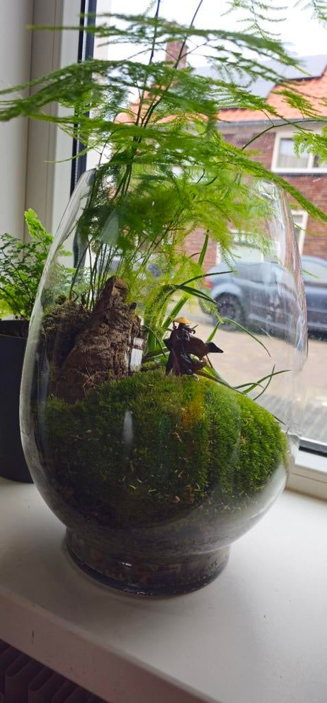 Terrarium met planten, Ophalen of Verzenden