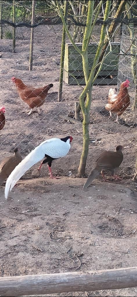 Goud fazant hen gevr.ruilen voor Zilverfazant hen., Vrouwelijk