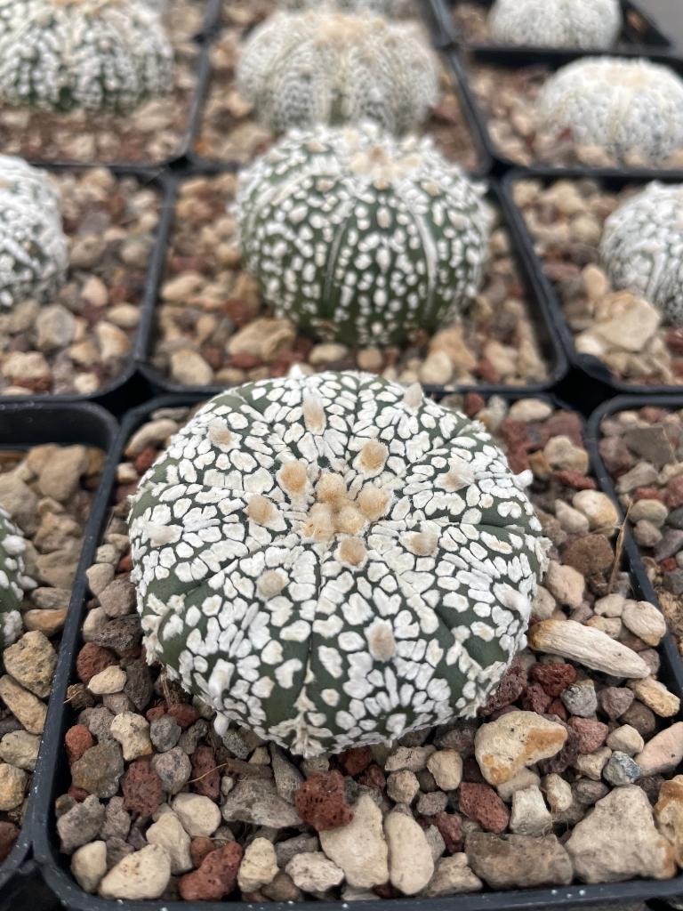 Cactus Astrophytum Super Kabuto potmaat 7,5 cm, Ophalen of Verzenden, Minder dan 100 cm, Bloeiende kamerplant, Volle zon