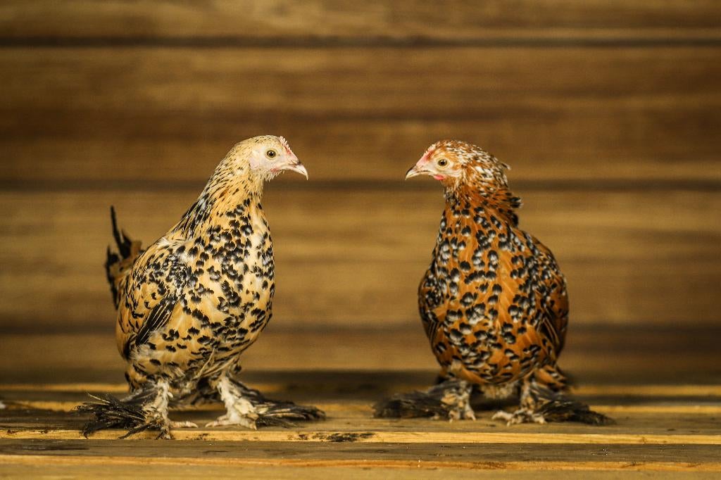 Sabelpoot krielkip | Jonge, kleine kippen | Deskundig advies, Vrouwelijk, Kip