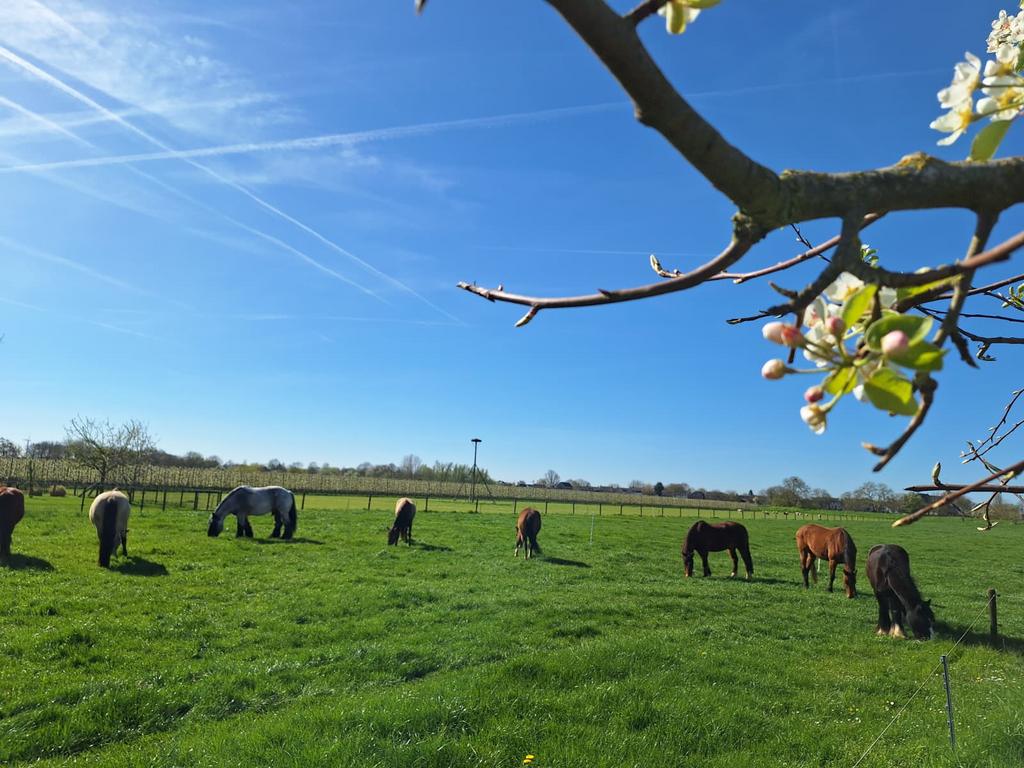 Paarden, pensionstalling met weidegang 24/7 buiten ., Weidegang
