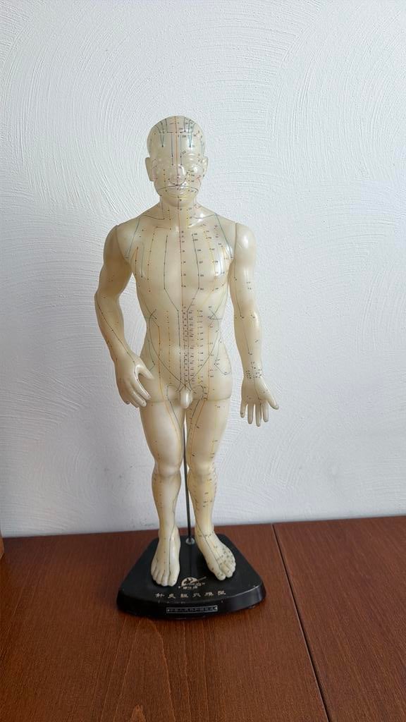 Decoratief en educatief acupunctuurmodel / meridianenmodel, Ophalen of Verzenden, Gebruikt