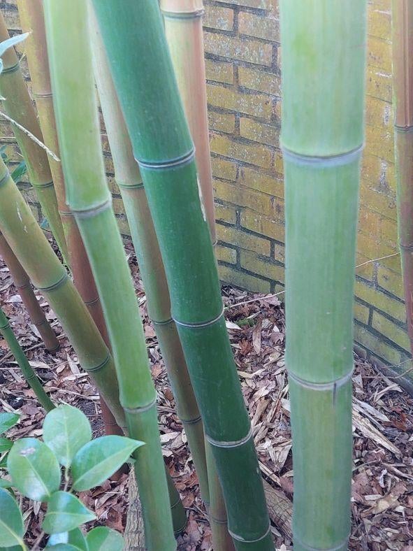 super dikke en hoge bamboe shanghai 3, Ophalen, Bamboe, 100 tot 250 cm
