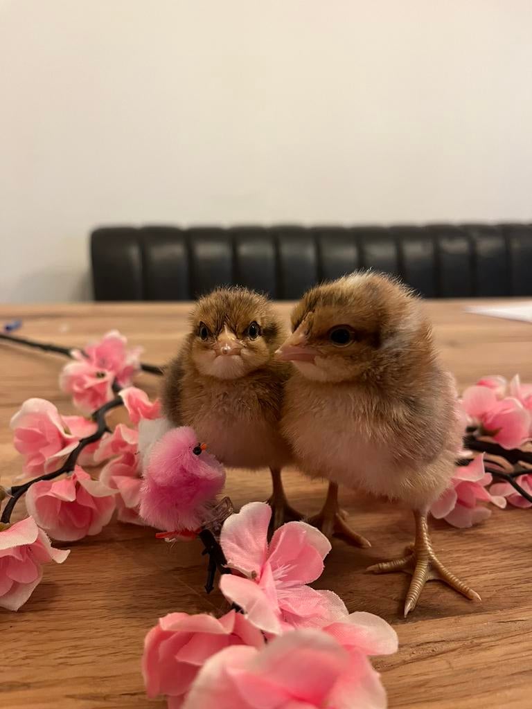 Bielefelder hen kuikens, Meerdere dieren, Kip