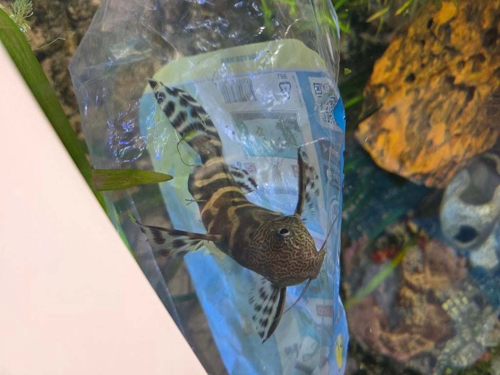 Synodontis ornatipinnis, Vis