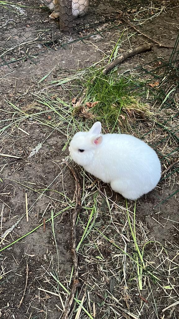 Ter dekking bo witpooltje, kleine ram!! Stamboek, Dieren en Toebehoren, Konijnen, Mannelijk, Dwerg