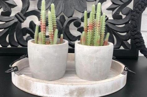 Brocant dienblad met kunstplanten cactus, Ophalen of Verzenden, Zo goed als nieuw