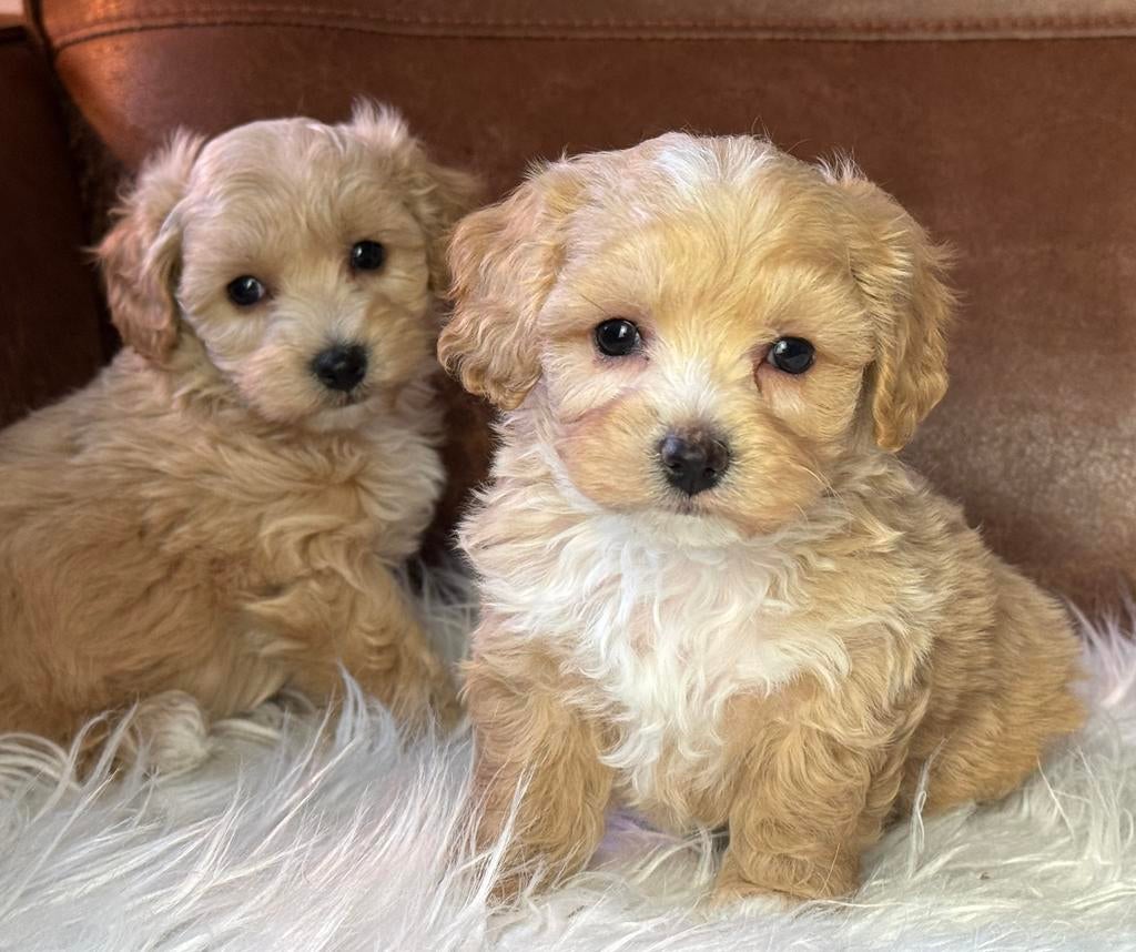 Maltipoo pups  teefje 1750€ super klein reu 1650, Nederland, Parvo, Overige rassen, 8 tot 15 weken