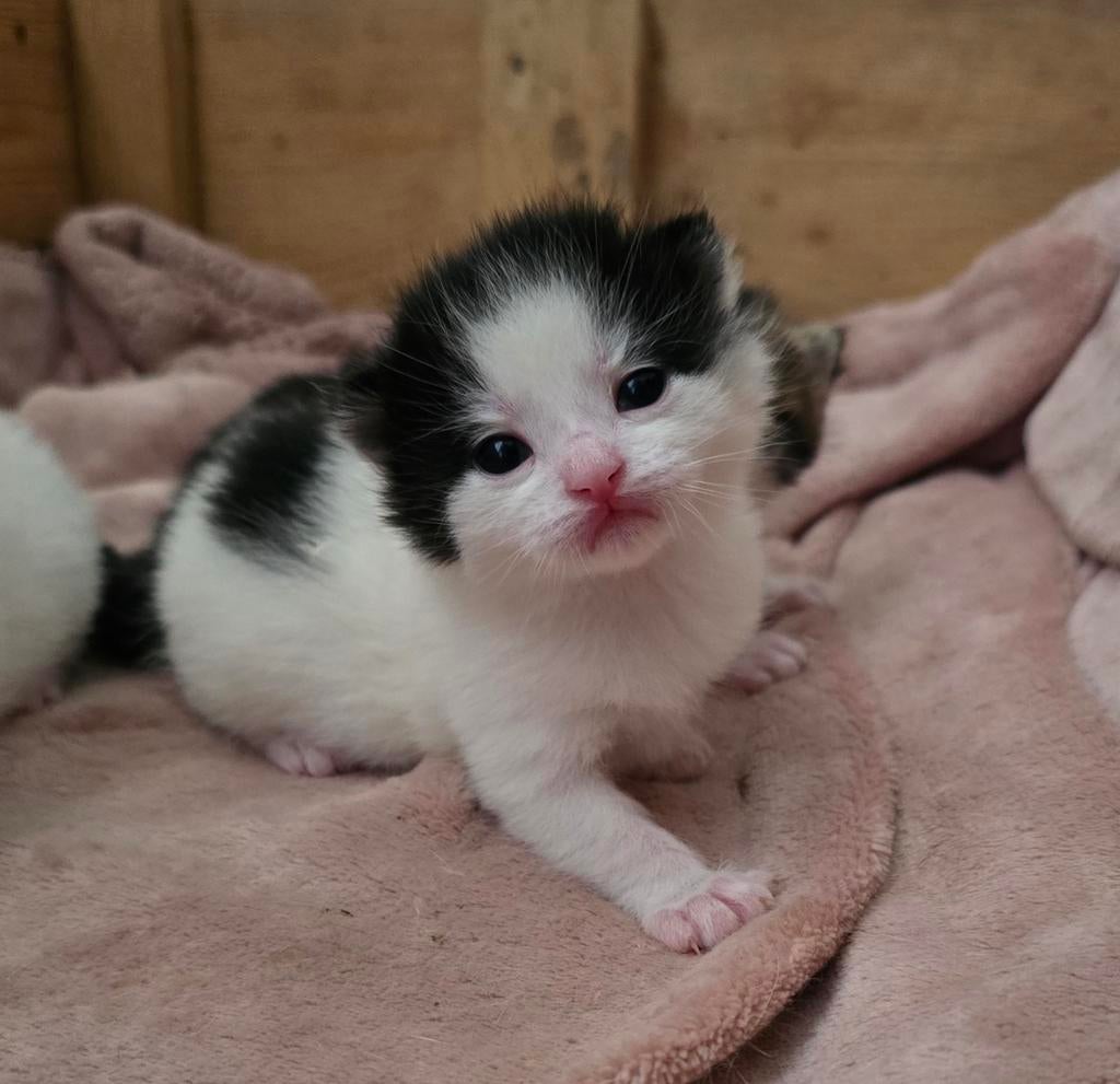 Nog maar 1 kitten (kater) zwart-wit, Dieren en Toebehoren, Kater