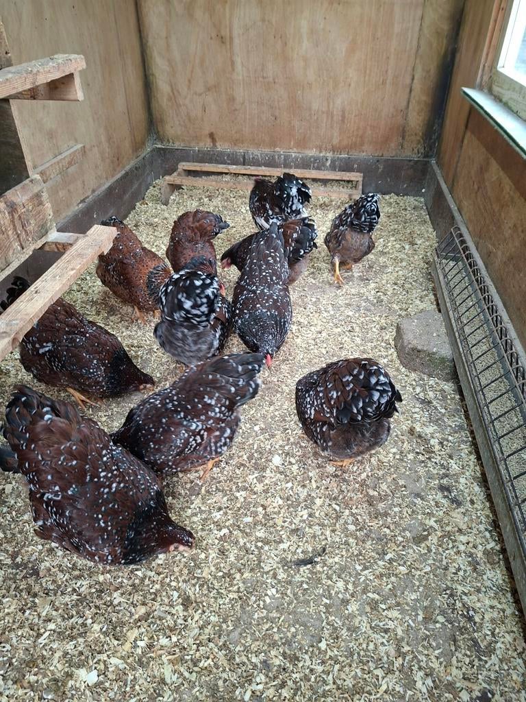 Wiandotte rood gekleurd eitjes, Dieren en Toebehoren, Pluimvee, Meerdere dieren, Kip