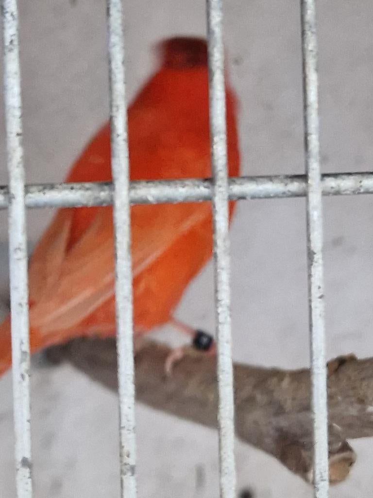 Ruilen rode man., Mannelijk, Kleurkanarie