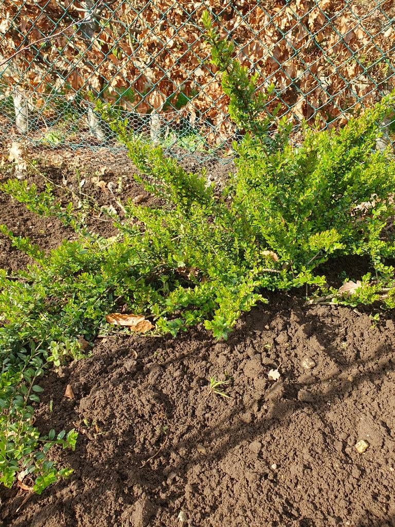 Struik Kamperfoelie (Lonicera) bodembedekker, Ophalen of Verzenden, Overige soorten, Struik, Minder dan 100 cm