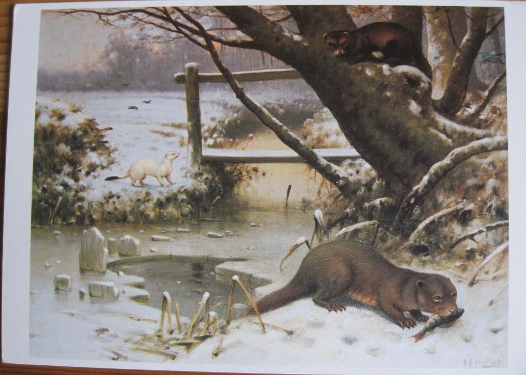 M.A. Koekkoek - roofdieren in de winter - nieuwe kaart, Verzenden, 1980 tot heden, Ongelopen, Wild dier