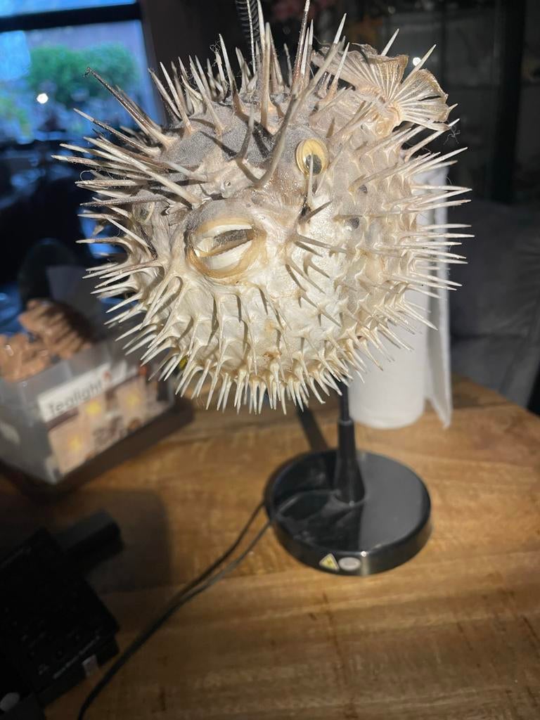 1 grote Op gezette Zee stekel Egel of Kogel vis, Ophalen of Verzenden, Schelp(en)