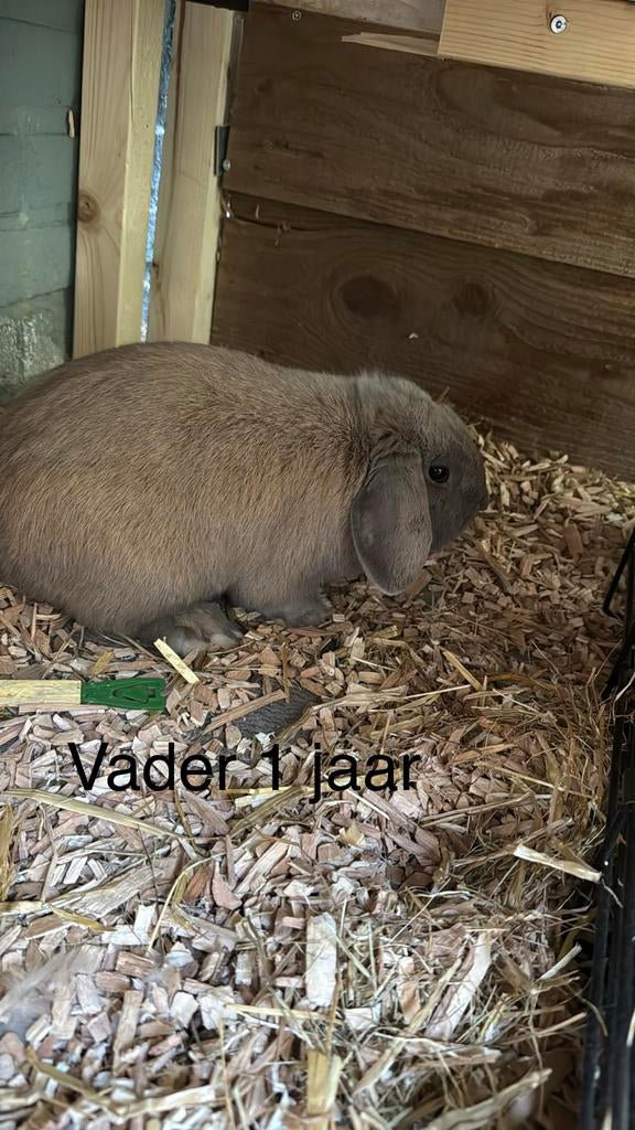 Dwerg hangoor konijnen, Dieren en Toebehoren, Konijnen, Meerdere dieren, Dwerg, Hangoor