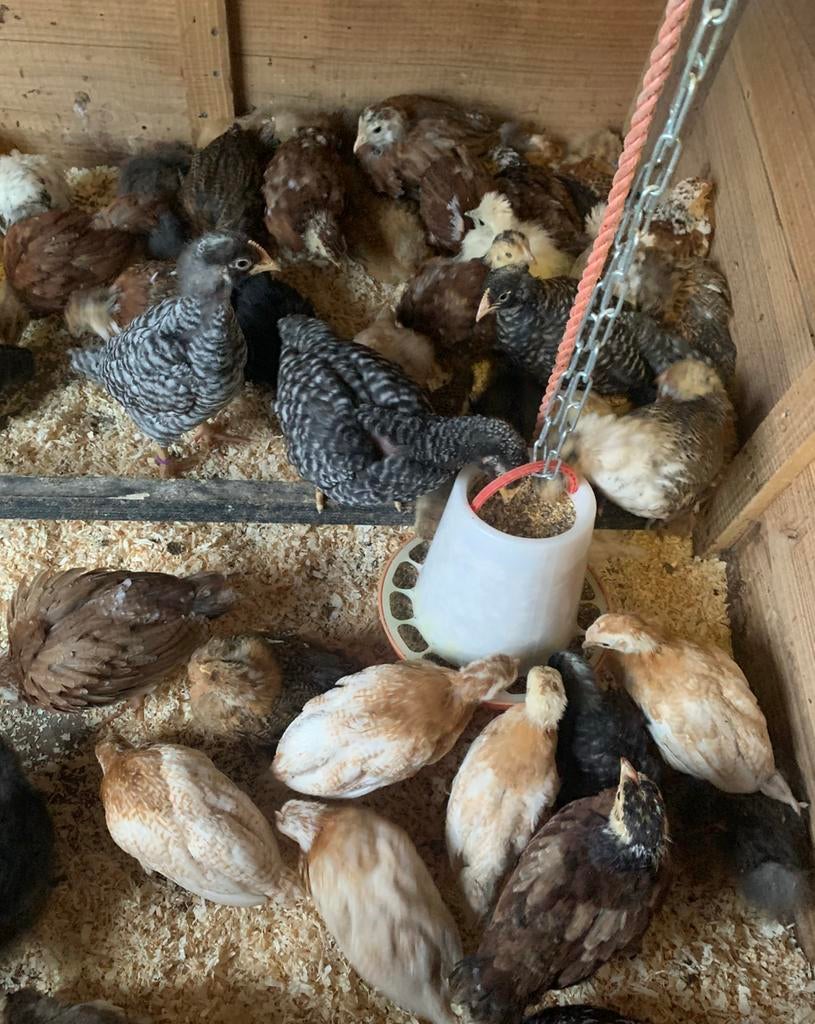 Jonge kuiken -meerdere soorten, Dieren en Toebehoren, Pluimvee, Vrouwelijk, Kip