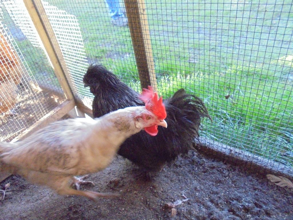 Zijdehoen haan, Dieren en Toebehoren, Pluimvee, Mannelijk, Kip