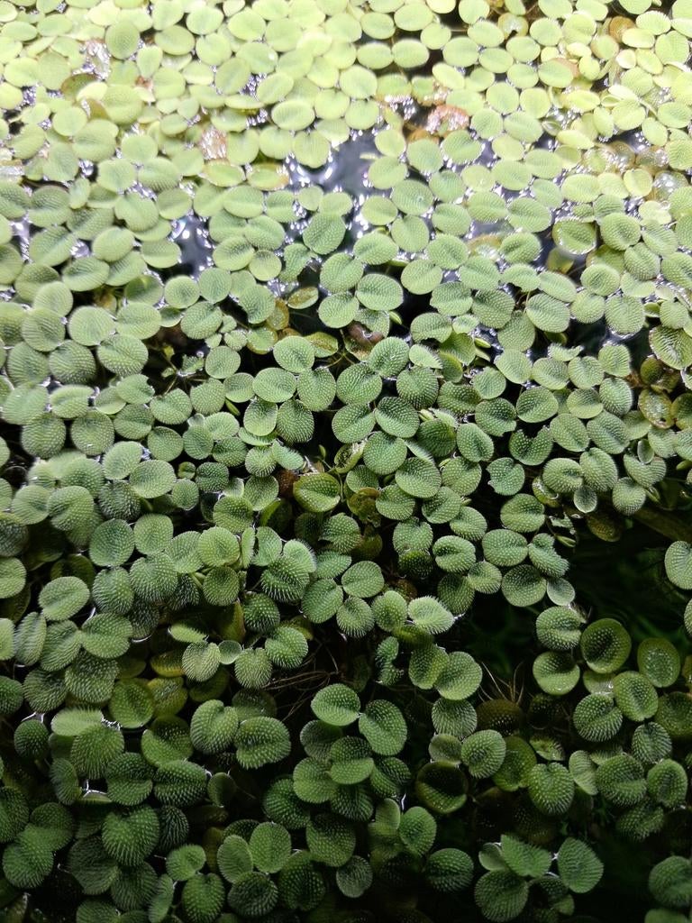 Salvia Minima.   drijfplant voor aquarium, Dieren en Toebehoren, Vissen | Aquariumvissen, Overige typen, Zoetwatervis