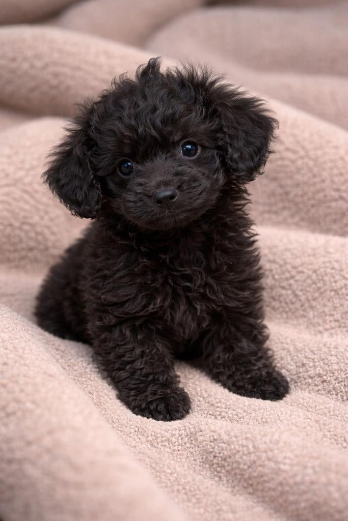 Prachtige Maltipoo pups te koop, Dieren en Toebehoren, HCC (leverziekte), Overige rassen, 8 tot 15 weken, Meerdere