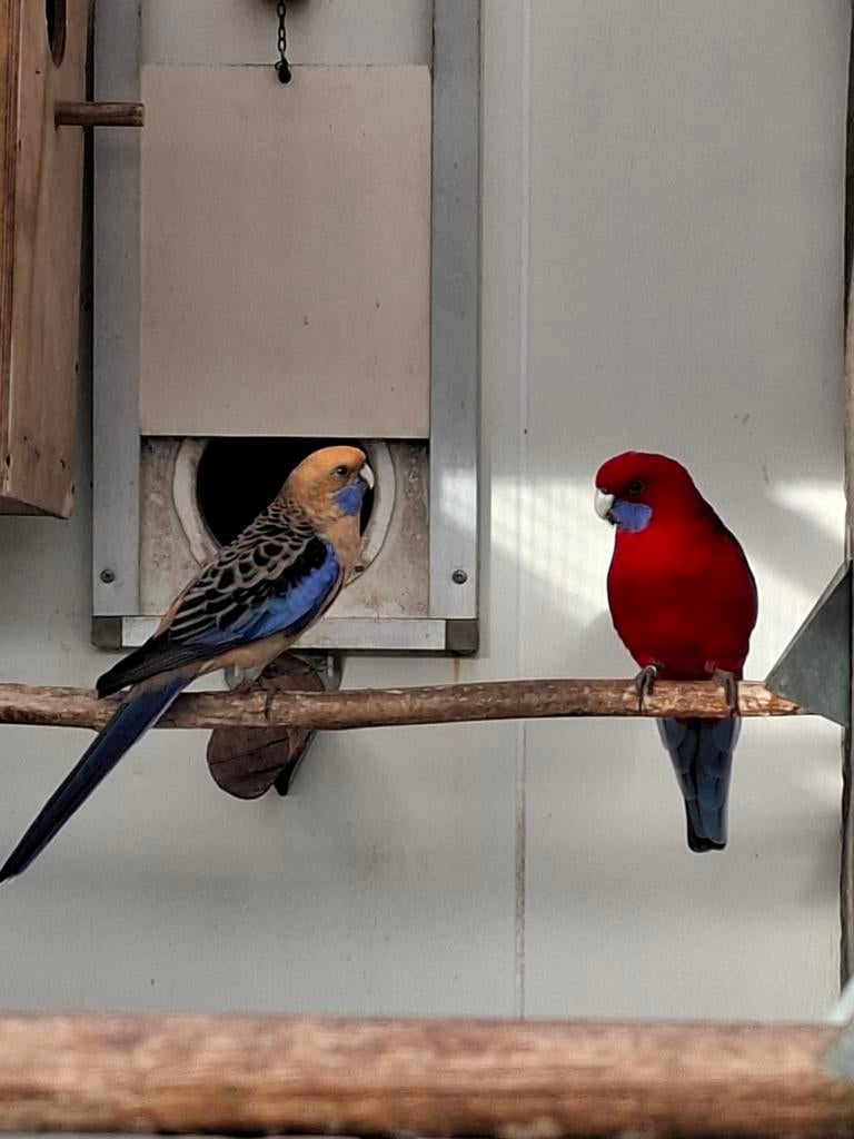 Koppel forse broedrijpe pennant rosella's, Dieren en Toebehoren, Meerdere dieren, Parkiet, Geringd