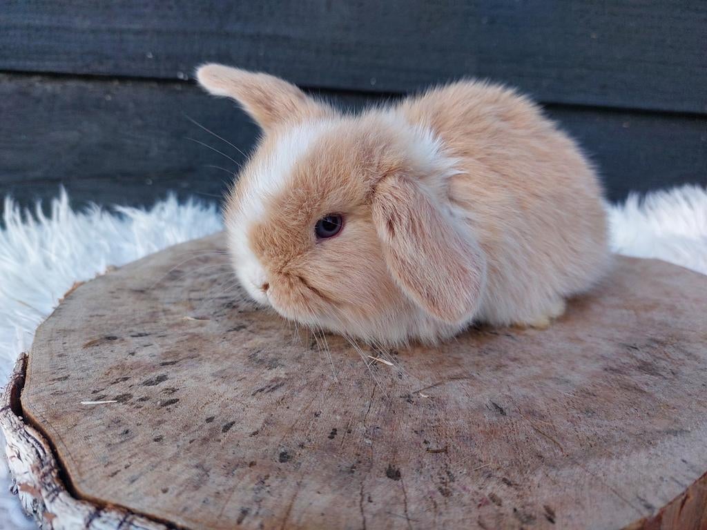 Minilop konijntje, Dieren en Toebehoren, Konijnen, Mannelijk, Klein, Hangoor, 0 tot 2 jaar