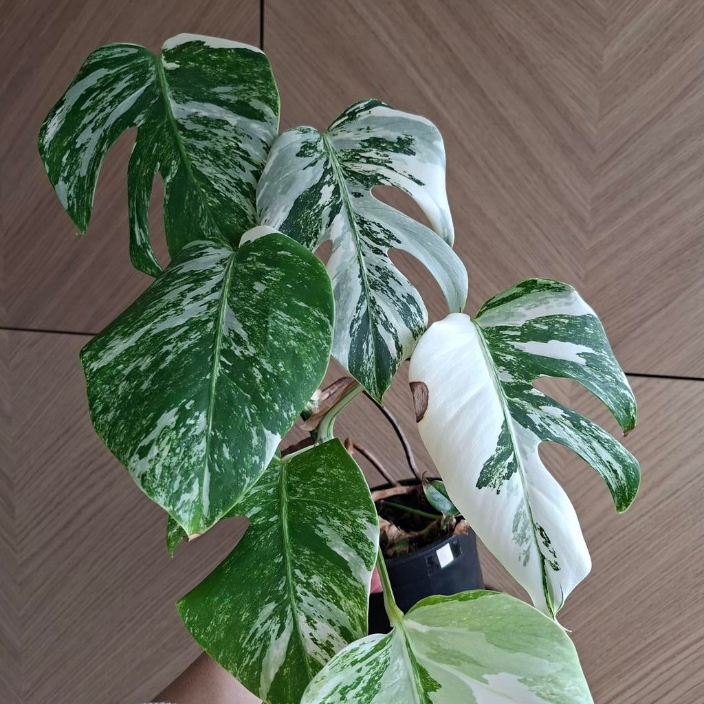 Monstera albo variegata plant, Ophalen of Verzenden, Halfschaduw, Minder dan 100 cm