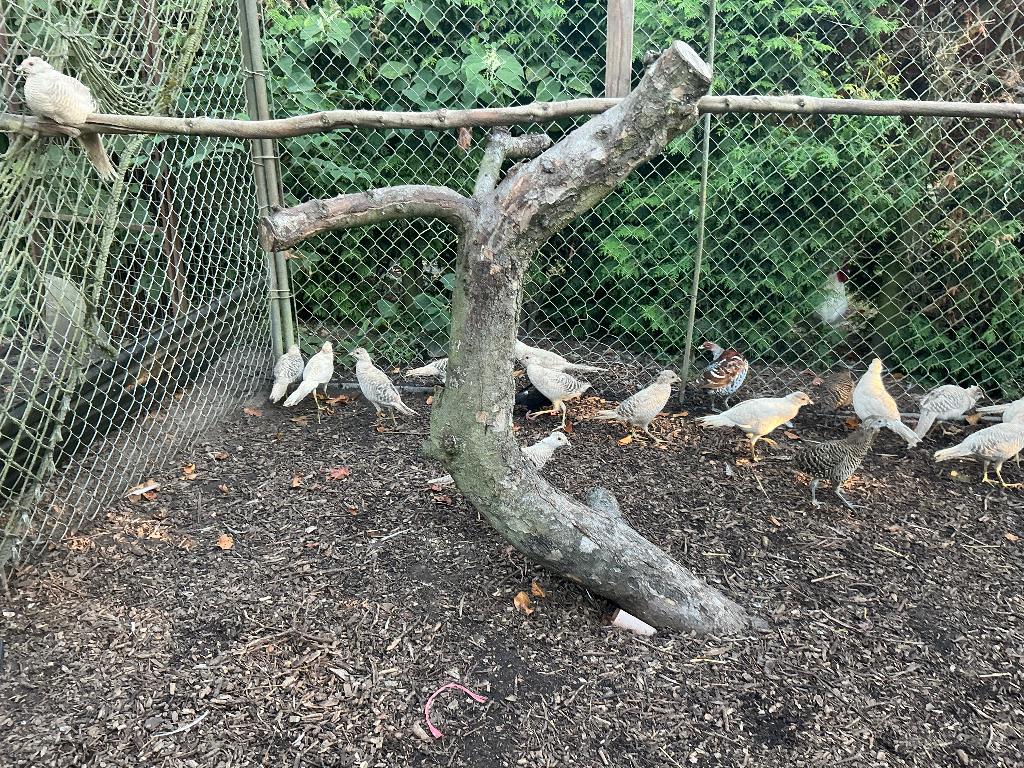 Fazanten, Dieren en Toebehoren, Mannelijk, Overige soorten