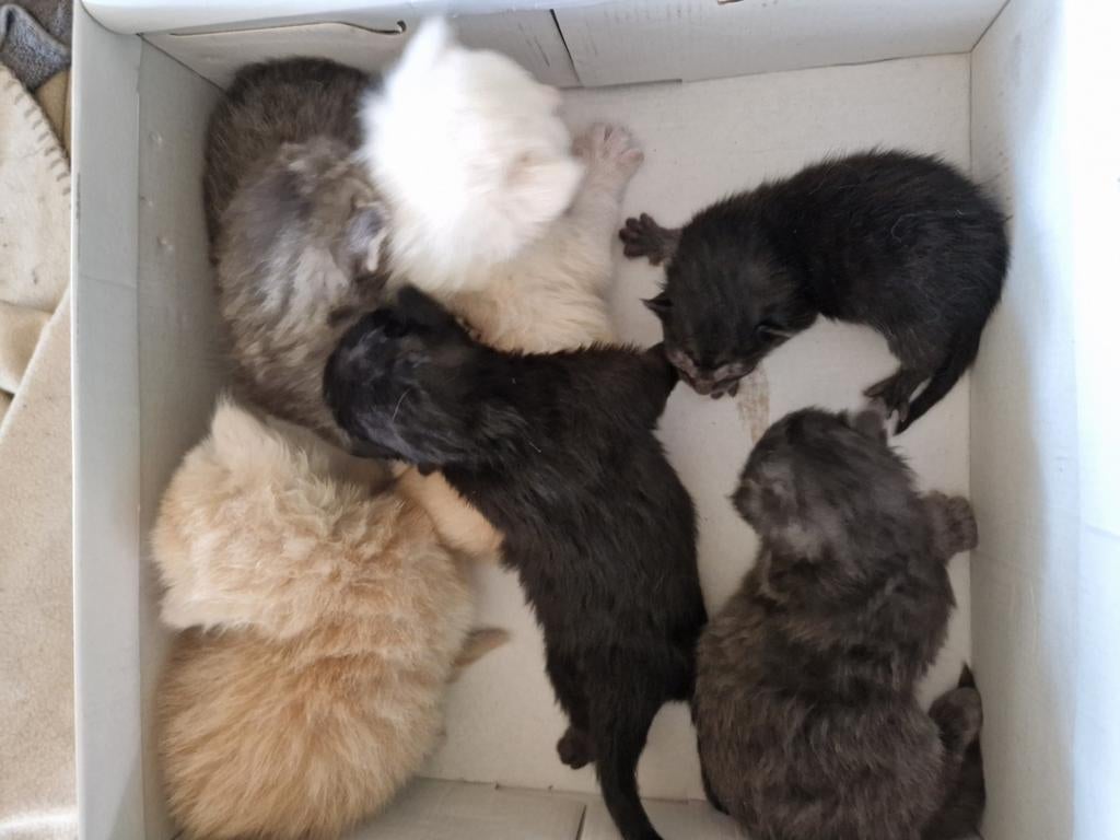 Maine coon kittens xxl en kruizing Maine Coon ragdoll, Meerdere dieren
